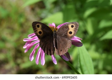 Common Wood Nymph Butterfly, Wings Open, On Echinacea