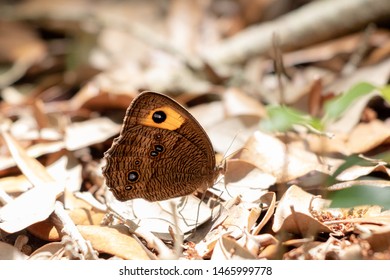 Common Wood Nymph On The Ground