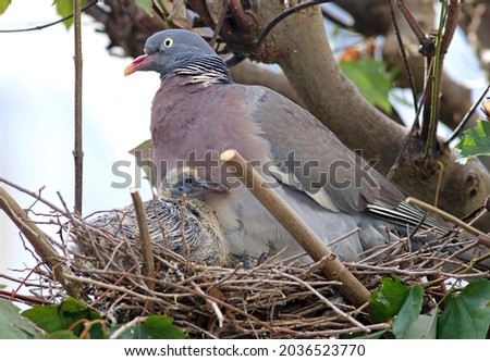 Common wood pidgeon (Columba palumbus) and chick resting on the nest. Mother bird protecting its offspring. Beautiful wild dove breeding. Agressive wood pigeon deffending the nest from an attack. Lugo