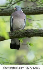 Common Wood Pigeon