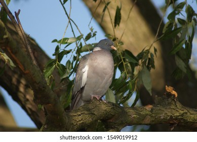 The common wood pigeon (Columba palumbus) sitting on the tree