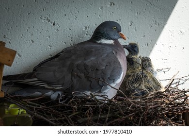 Wood Pigeon Babies Stock Photos Images Photography Shutterstock