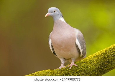 The common wood pigeon (Columba palumbus), also known as simply wood pigeon, is a large species in the dove and pigeon family (Columbidae),