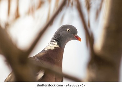 Common Wood Pigeon, European Wood Pigeon (Columba palumbus) closed-up portrait of bird looking through branches, sign of spring, non circular pupil