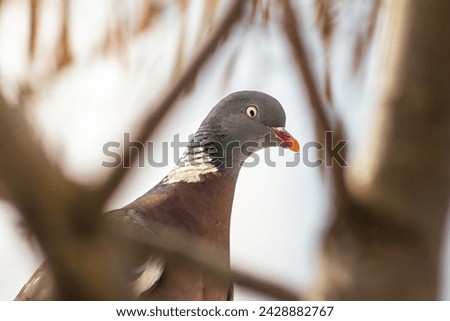 Common Wood Pigeon, European Wood Pigeon (Columba palumbus) closed-up portrait of bird looking through branches, sign of spring, non circular pupil