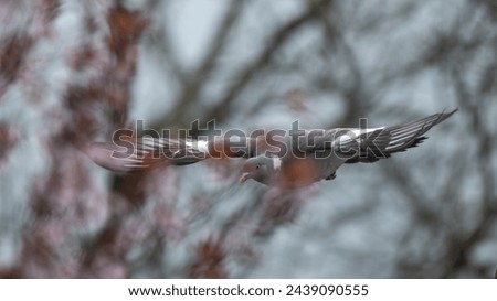 Common Wood Pigeon in fligth