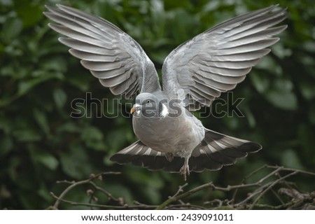 Common Wood Pigeon in fligth