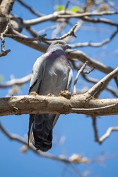 A Common Wood Pigeon On The Branch Of A Tree Branch.