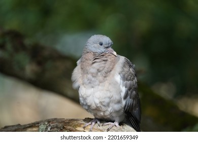 Common Wood Pigeon In The Sun