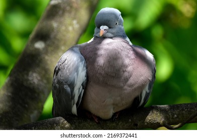 
The common wood pigeon or common woodpigeon, also known as simply wood pigeon or woodpigeon, is a large species in the dove and pigeon family, native to the western Palearctic. 