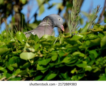 The common wood pigeon or common woodpigeon, also known as simply wood pigeon or woodpigeon, is a large species in the dove and pigeon family, native to the western Palearctic.