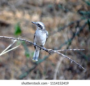 40 Common Wood Shrike Images, Stock Photos & Vectors | Shutterstock