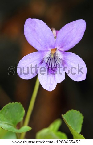 Common wood violet Viola odorata