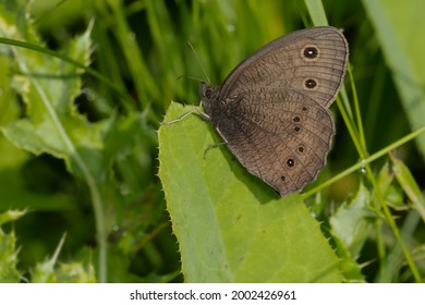Common Wood-nymph is resting on a spiny green leaf. Also known as the Blue-eyed Grayling. Taylor Creek Park, Toronto, Ontario, Canada.