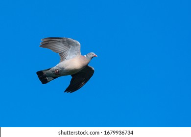 Common Woodpigeon Flying (Columba Palumbus) Wexford, Ireland