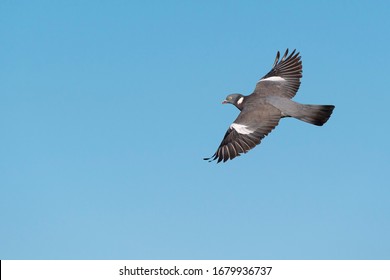 Common Woodpigeon Flying (Columba Palumbus) Wexford, Ireland