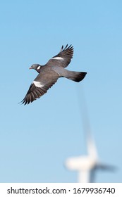 Common Woodpigeon Flying (Columba Palumbus) Wexford, Ireland