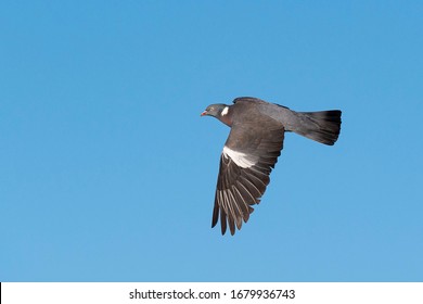 Common Woodpigeon Flying (Columba Palumbus) Wexford, Ireland