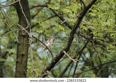 Common woodshrike is quite uncommon