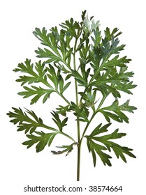 Common Wormwood (Artemisia Absinthium)