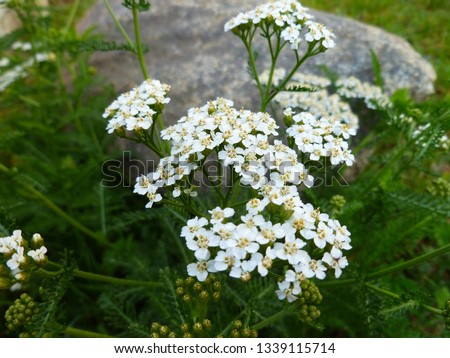 Common yarrow (Achillea millefolium) white flowers close up top view on green blurred grass floral background, selective focus. Medicinal wild herb Yarrow. Medical plants concept. 