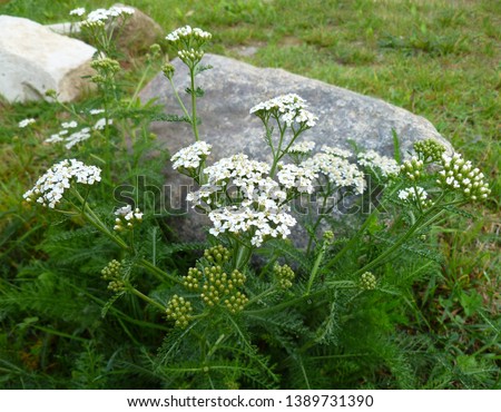 Common yarrow (Achillea millefolium) white flowers close up on green blurred grass floral background, selective focus. Medicinal wild herb Yarrow. Medical plants concept. 