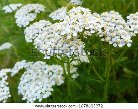 Common Yarrow (Achillea millefolium) white flowers close up on green blurred grass floral background, selective focus. Medicinal wild herb Yarrow. Healing plants concept. 