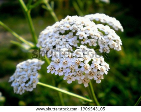 Common yarrow Achillea millefolium white flowers close up, floral background green leaves. Yarrow pattern, milfoil top view. Medicinal organic natural herbs, plants concept. Wild yarrow, wildflower