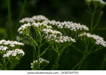 Common yarrow Achillea millefolium white flowers close up, floral background green leaves. Medicinal organic natural herbs, plants concept. Wild yarrow, wildflower.