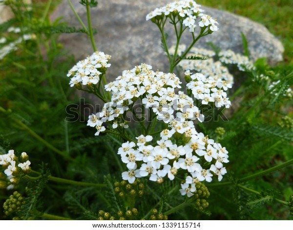 Common yarrow
(Achillea millefolium) white flowers close up top view on green
blurred grass floral background, selective focus. Medicinal wild
herb Yarrow. Medical plants concept.
