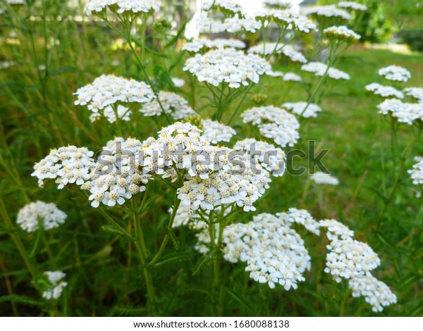 Common Yarrow\
(Achillea millefolium) white flowers close up on green blurred\
grass floral background, selective focus. Medicinal wild herb\
Yarrow. Healing plants concept.\
