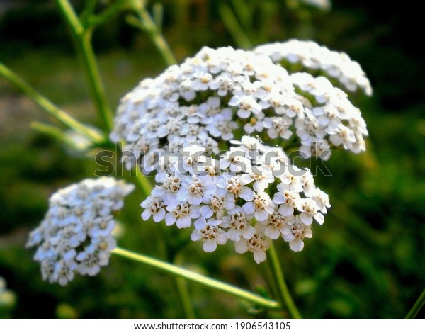 Common yarrow Achillea millefolium white\
flowers close up, floral background green leaves. Yarrow pattern,\
milfoil top view. Medicinal organic natural herbs, plants concept.\
Wild yarrow, wildflower