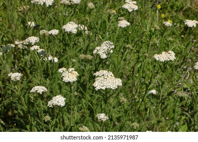 Common Yarrow Flowers In The Santa Cruz Mountains Near Portola Valley, California