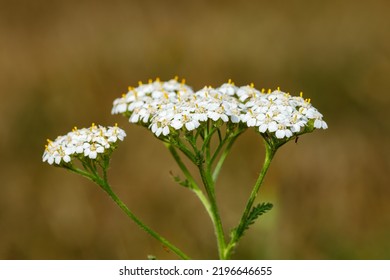 A Common Yarrow In The Meadow