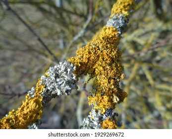 Common Yellow Lichen Is An Indicator Of Nitrogen Pollution  It Is Spreading A Lot 