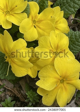 Common Yellow Primrose blooming in late winter
