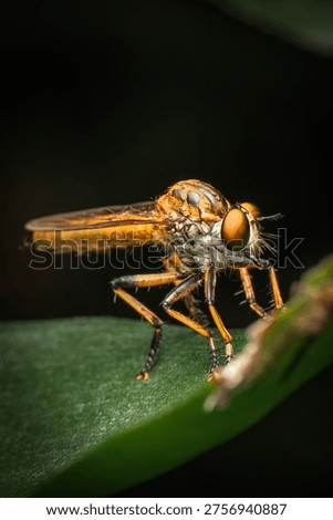 Common Yellow Robber Fly or Ommatius sp.