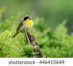 Common Yellowthroat 