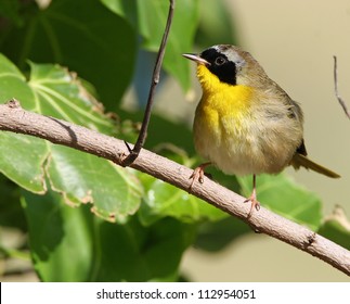 Common Yellowthroat