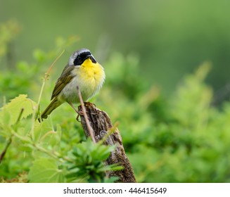 Common Yellowthroat