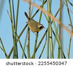 Common Yellowthroat (Geothlypis trichas) bird