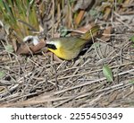 Common Yellowthroat (Geothlypis trichas) bird