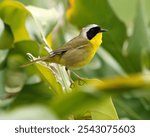 Common Yellowthroat (Geothlypis trichas) bird