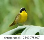 Common Yellowthroat (Geothlypis trichas) bird