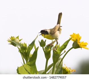 Common yellowthroat (Geothlypis trichas) isolated on white background