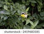 The common yellowthroat (Geothlypis trichas) it is also known as the yellow bandit. It is an abundant breeder in North America, ranging from southern Canada to central Mexico.