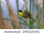 Common yellowthroat (Geothlypis trichas) in Los Angeles, California, USA