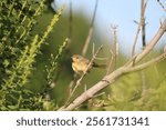 Common Yellowthroat (Geothlypis trichas) at Marengo Ridge Conservation Area.