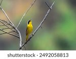 Common Yellowthroat, Geothlypis trichas, Perched and Singing on a Twig