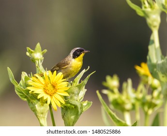 Common yellowthroat (Geothlypis trichas) in prairie, Iowa